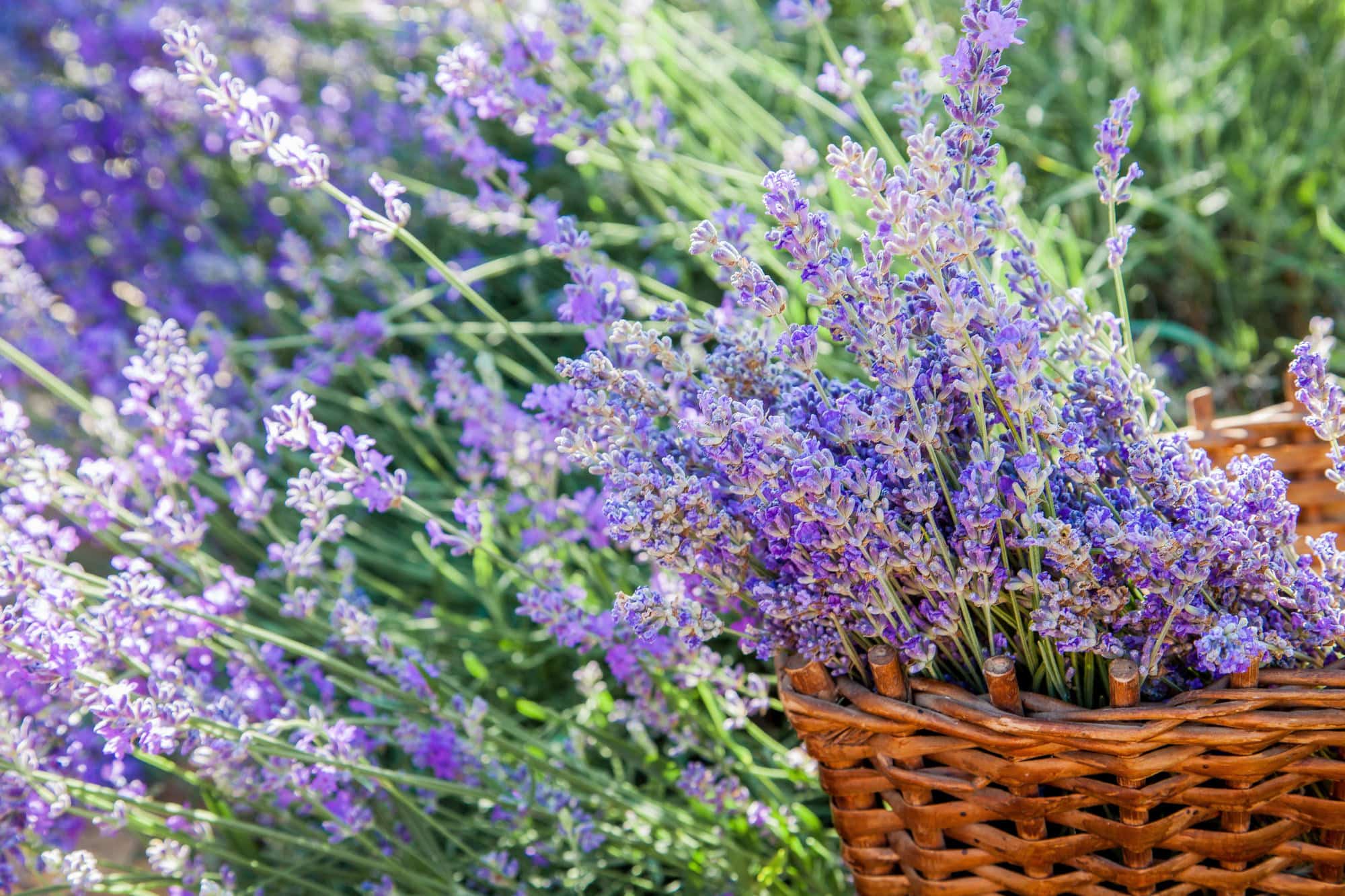 Viinimatka Provence