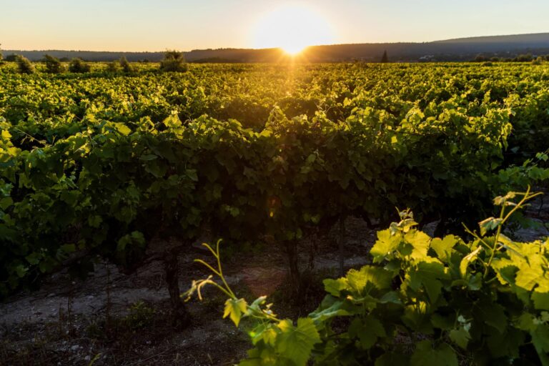 beautiful green vineyard at sunset, provence, france