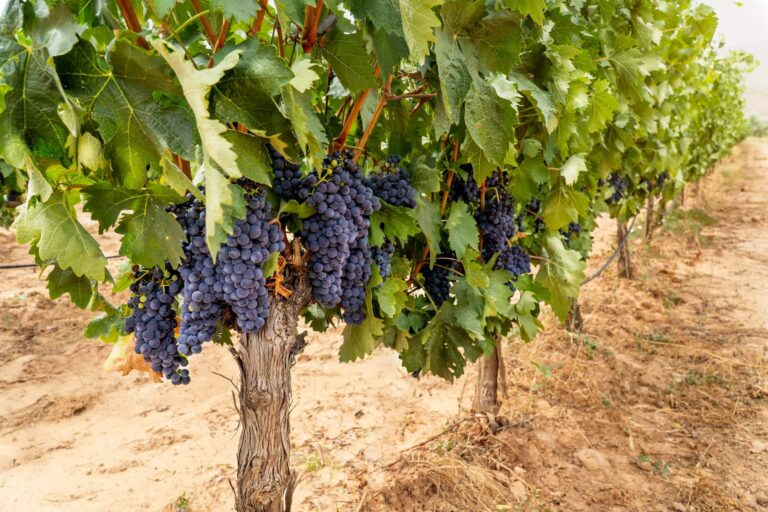 close up of a grapevine with grape bunches at La Rioja
