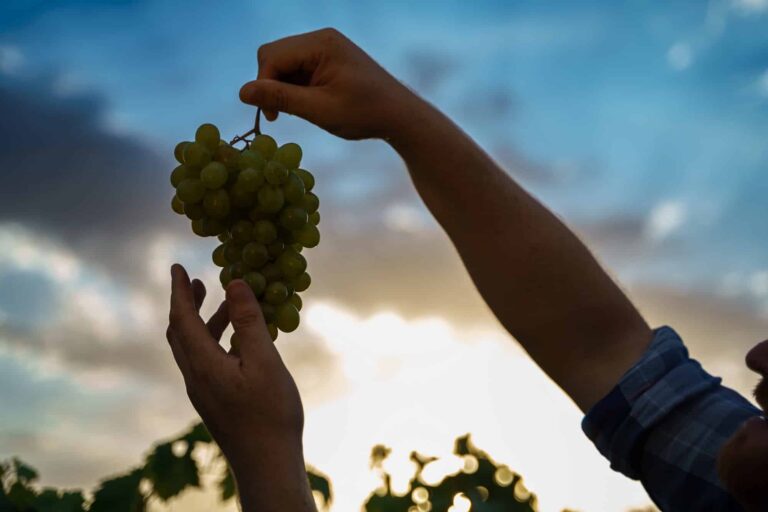 Close-up silhouette of worker's hands with white grapes from vine during wine.