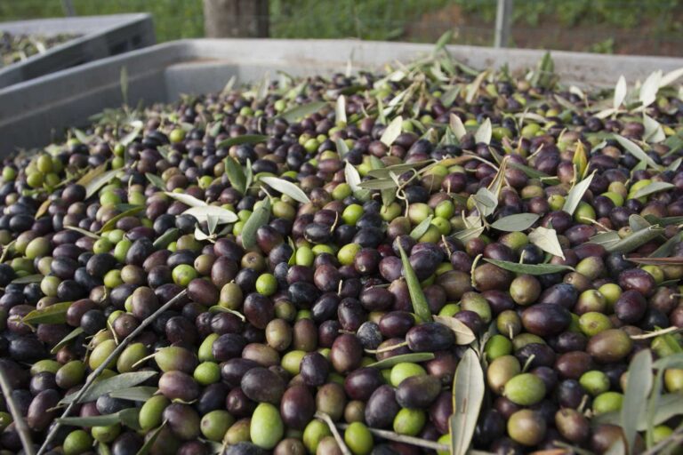 Fresh Olives,Italy,Freshly harvested olives in Tuscany, being prepared for press.