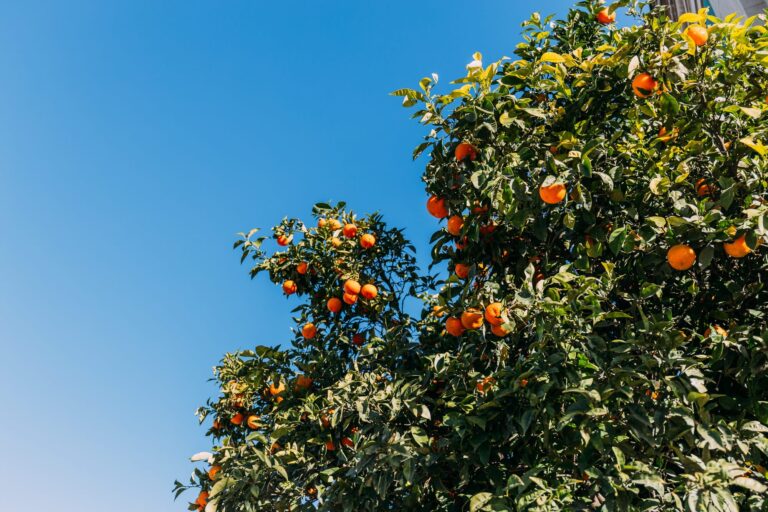 green orange trees with oranges on clear blue sky background, ba
