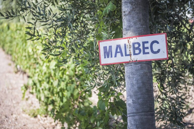 Malbec sign at a vineyard Bodega (winery) in the Maipu wine region of Mendoza, Mendoza Province, Arg