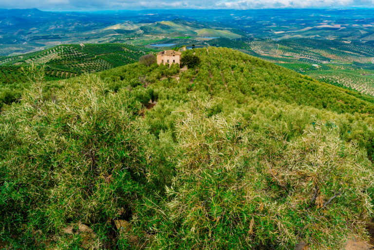 Panoramic view of a valley with olive plantations in Andalucia,