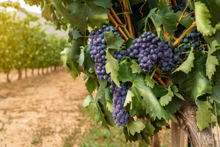 Rioja wine ecological vineyard