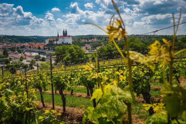 View of Meissen castle on Elbe river, Saxony, Germany. Vineyards on sunny day