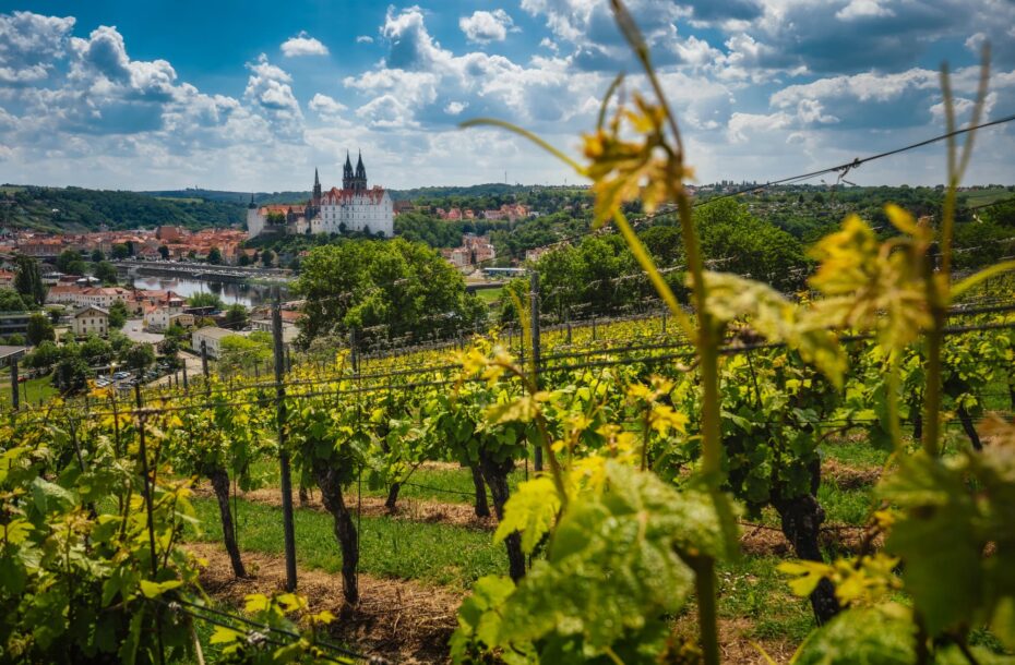 Viinimatka Saksa, Rheingau ja Mosel