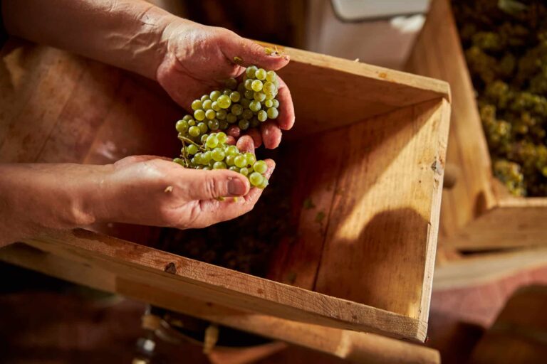 White grapes in hands of a winery worker
