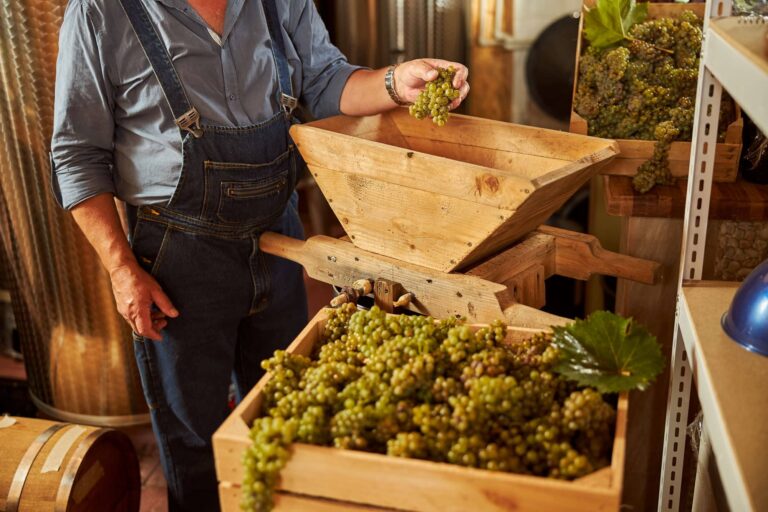 Winery personnel loading grapes into a press
